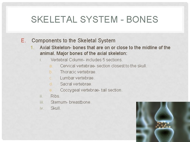 SKELETAL SYSTEM - BONES E. Components to the Skeletal System 1. Axial Skeleton- bones