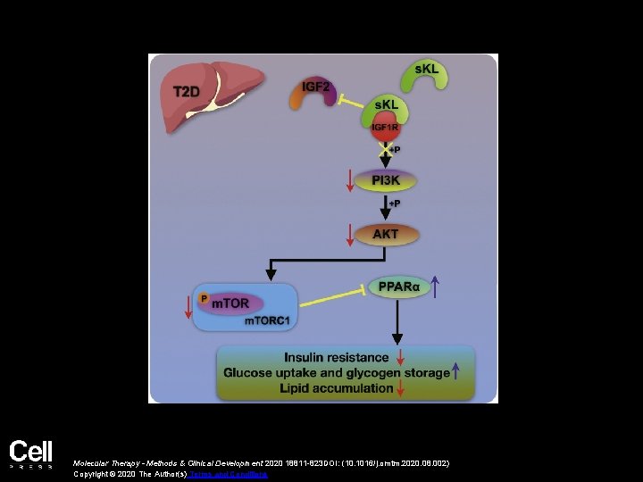 Molecular Therapy - Methods & Clinical Development 2020 18811 -823 DOI: (10. 1016/j. omtm.