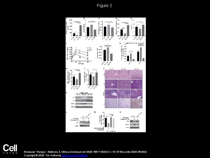 Figure 2 Molecular Therapy - Methods & Clinical Development 2020 18811 -823 DOI: (10.