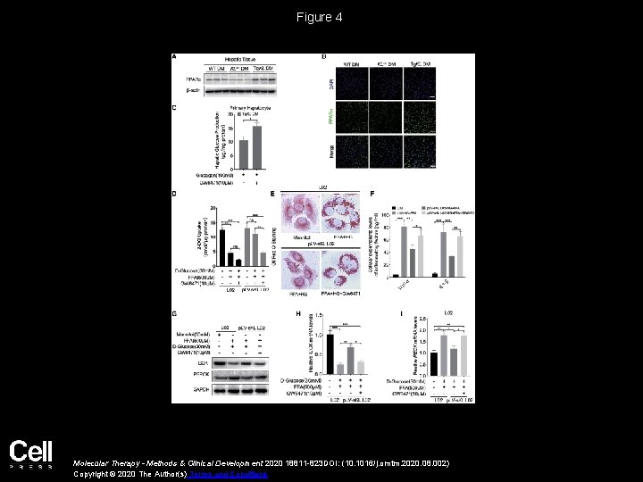 Figure 4 Molecular Therapy - Methods & Clinical Development 2020 18811 -823 DOI: (10.