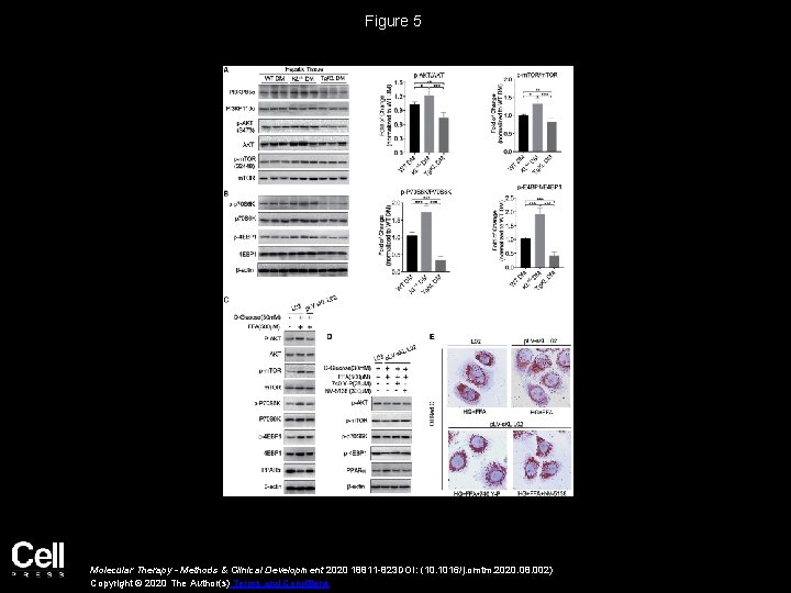 Figure 5 Molecular Therapy - Methods & Clinical Development 2020 18811 -823 DOI: (10.