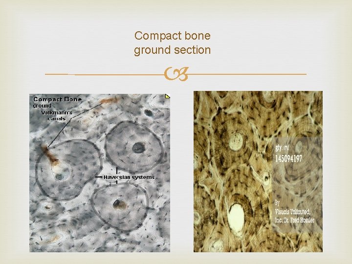 Compact bone ground section 