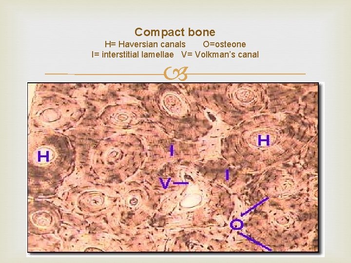 Compact bone H= Haversian canals O=osteone I= interstitial lamellae V= Volkman’s canal 