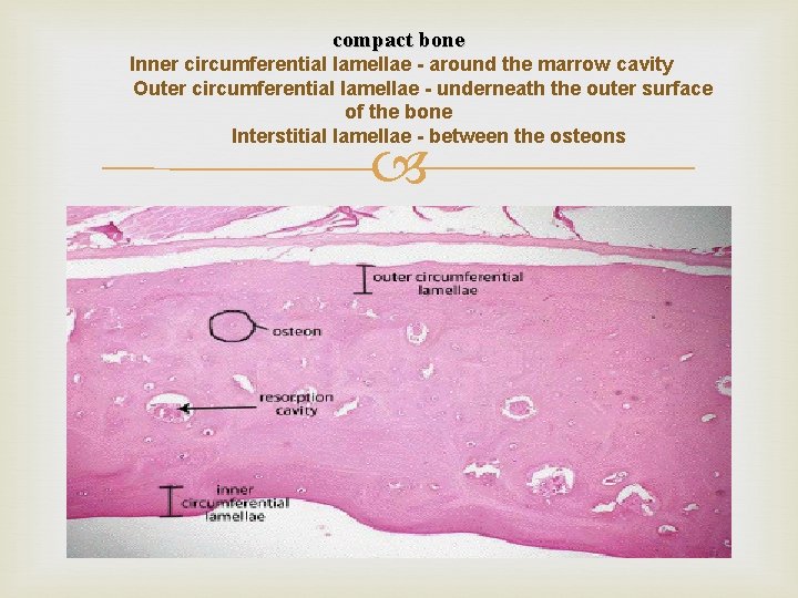 compact bone Inner circumferential lamellae - around the marrow cavity Outer circumferential lamellae -