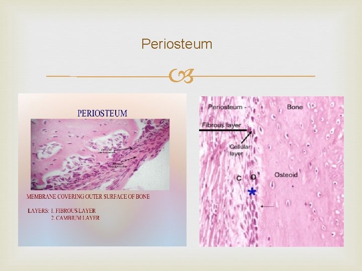 Periosteum 