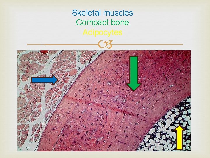 Skeletal muscles Compact bone Adipocytes 