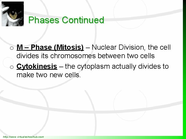 Cell Cycle Mitosis http www virtualschoolhub com What