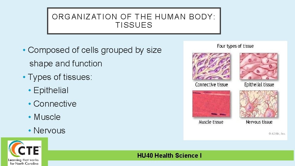 ORGANIZATION OF THE HUMAN BODY: TISSUES • Composed of cells grouped by size shape