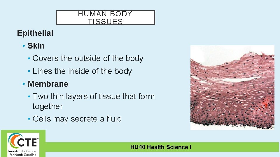 HUMAN BODY TISSUES Epithelial • Skin • Covers the outside of the body •