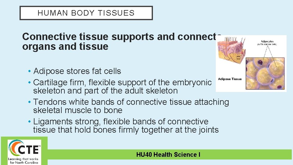 HUMAN BODY TISSUES Connective tissue supports and connects organs and tissue • Adipose stores