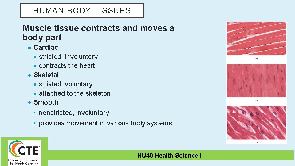 HUMAN BODY TISSUES Muscle tissue contracts and moves a body part Cardiac striated, involuntary