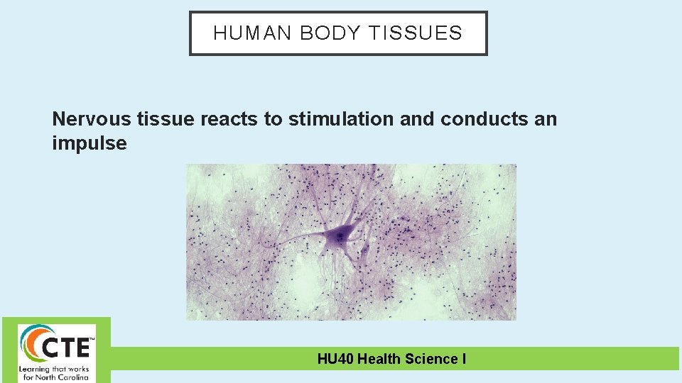 HUMAN BODY TISSUES Nervous tissue reacts to stimulation and conducts an impulse HU 40