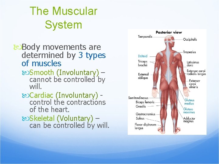 The Muscular System Body movements are determined by 3 types of muscles Smooth (Involuntary)