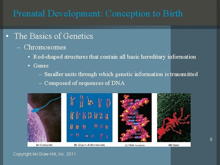 Prenatal Development: Conception to Birth • The Basics of Genetics – Chromosomes • Rod-shaped