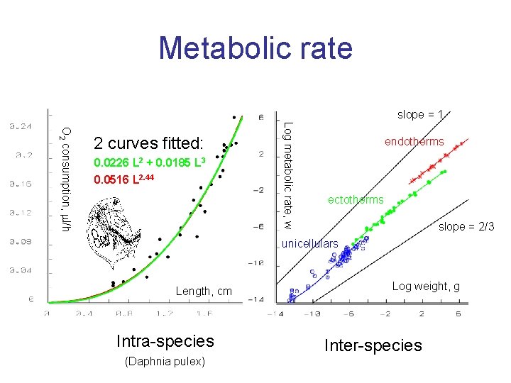 Metabolic rate slope = 1 0. 0226 L 2 + 0. 0185 L 3