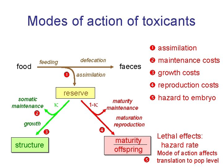 Modes of action of toxicants assimilation food defecation feeding somatic maintenance structure faeces growth