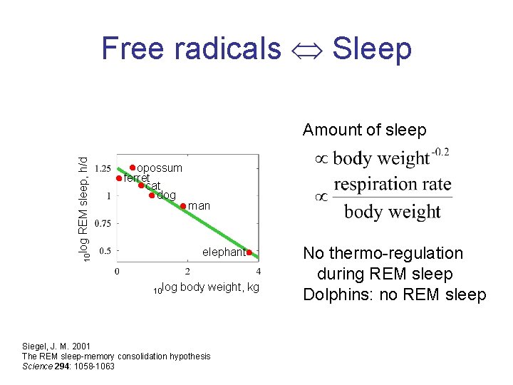 Free radicals Sleep opossum ferret cat dog 10 log REM sleep, h/d Amount of