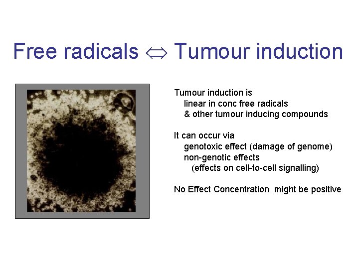 Free radicals Tumour induction is linear in conc free radicals & other tumour inducing