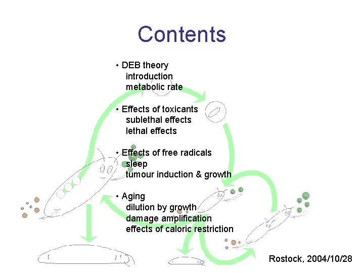 Contents • DEB theory introduction metabolic rate • Effects of toxicants sublethal effects •