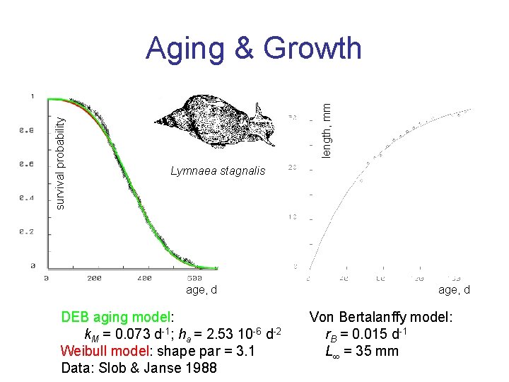 length, mm survival probability Aging & Growth Lymnaea stagnalis age, d DEB aging model: