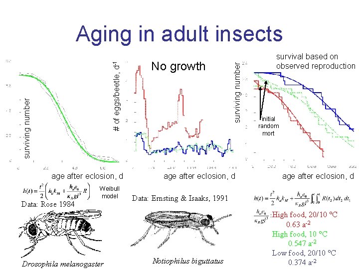 age after eclosion, d Weibull model Data: Rose 1984 Drosophila melanogaster No growth surviving