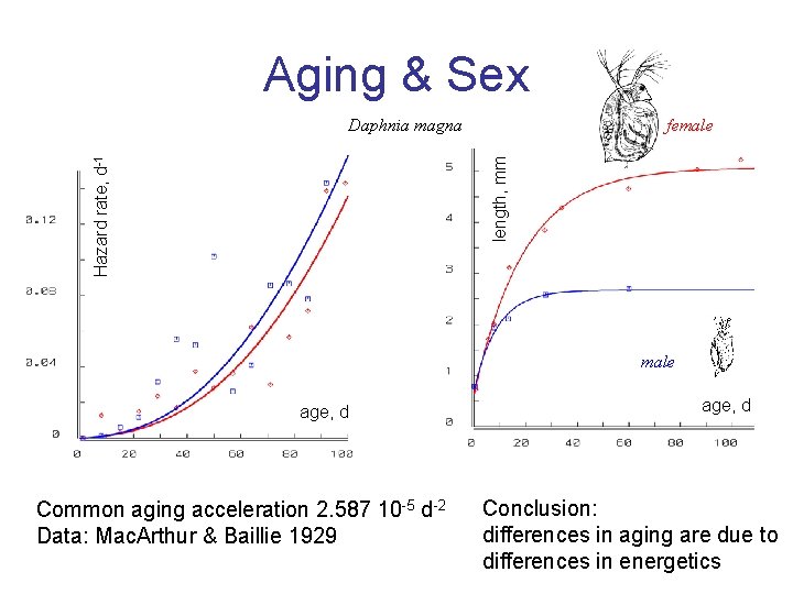 Aging & Sex female length, mm Hazard rate, d-1 Daphnia magna male age, d