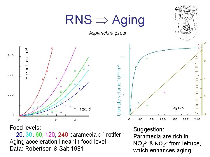 RNS Aging Food levels: 20, 30, 60, 120, 240 paramecia d-1 rotifer-1 Aging acceleration