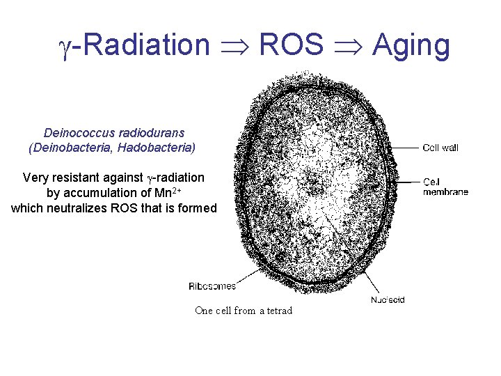  -Radiation ROS Aging Deinococcus radiodurans (Deinobacteria, Hadobacteria) Very resistant against -radiation by accumulation