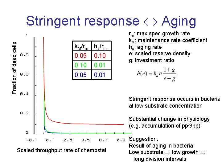 Fraction of dead cells Stringent response Aging k. M/rm ha/rm 0. 05 0. 10