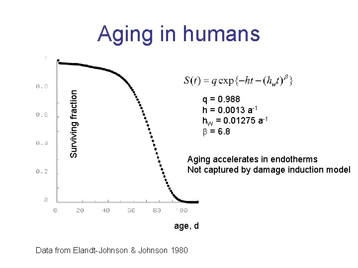 Surviving fraction Aging in humans q = 0. 988 h = 0. 0013 a-1