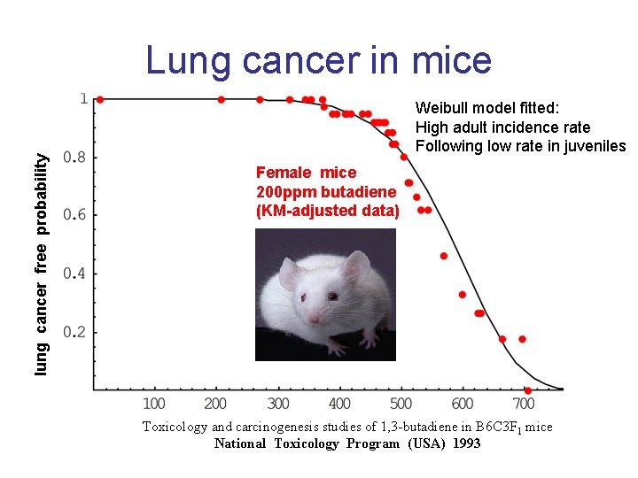lung cancer free probability Lung cancer in mice Weibull model fitted: High adult incidence
