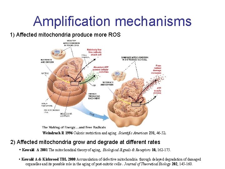 Amplification mechanisms 1) Affected mitochondria produce more ROS Weindruch R 1996 Caloric restriction and