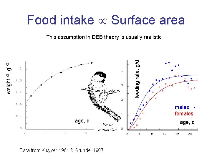 Food intake Surface area weight 1/3, g 1/3 feeding rate, g/d This assumption in