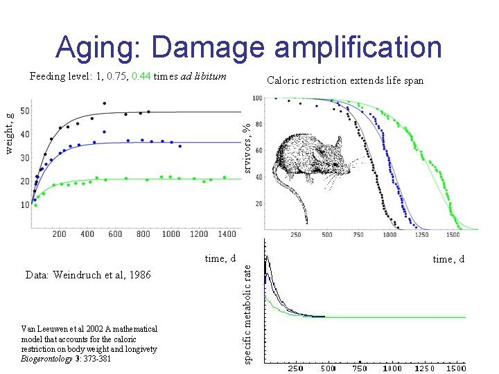 Aging: Damage amplification Caloric restriction extends life span srvivors, % weight, g Feeding level: