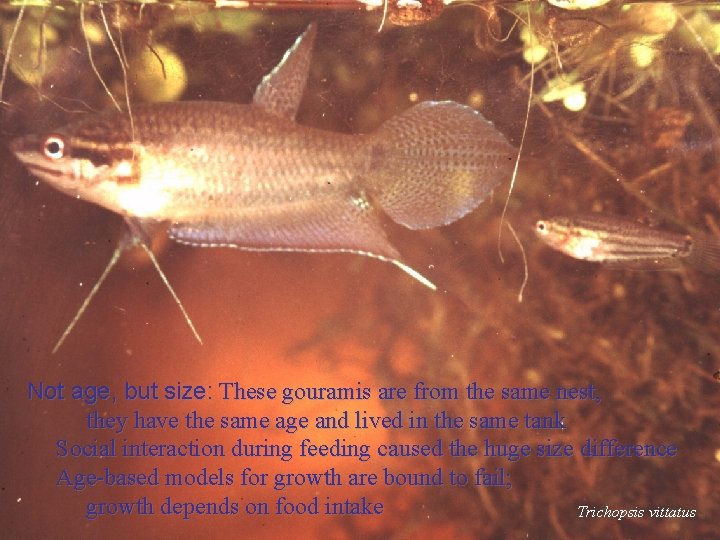 Not: age, but size: These gouramis are from the same nest, they have the