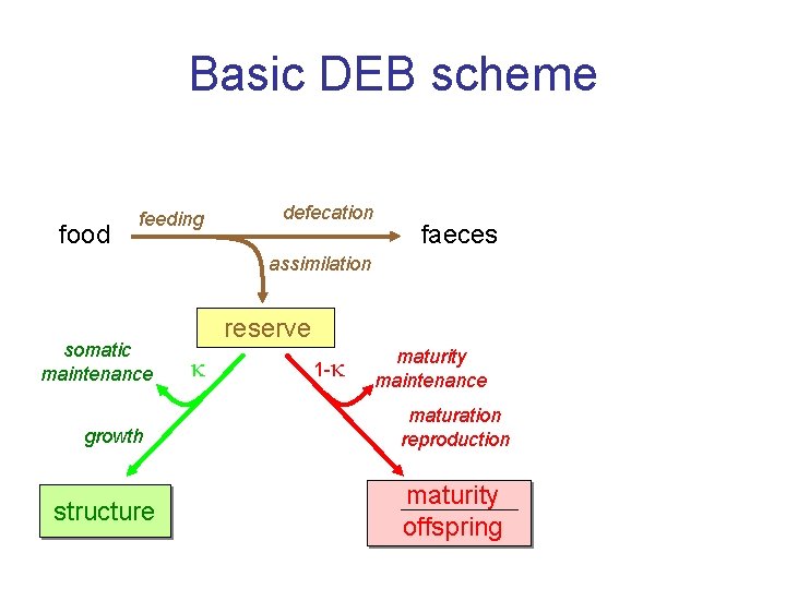 Basic DEB scheme food feeding defecation faeces assimilation somatic maintenance growth structure reserve 1