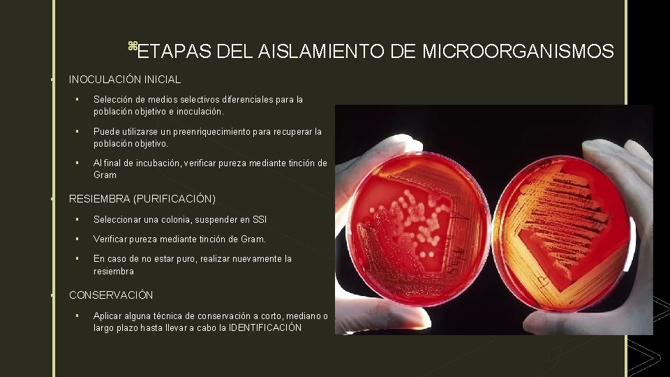 AISLAMIENTO DE MICROORGANISMOS z Microbiologa experimental Elaborado por