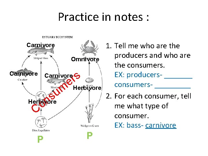 Practice in notes : Carnivore Omnivore Carnivore s r e. Herbivore um Carnivore s