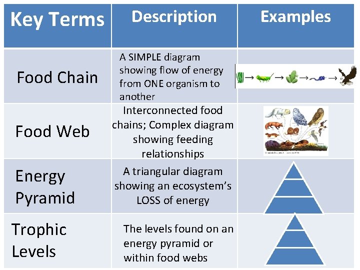 Description Examples Key Terms Types of Consumers Food Chain Food Web Energy Pyramid Trophic