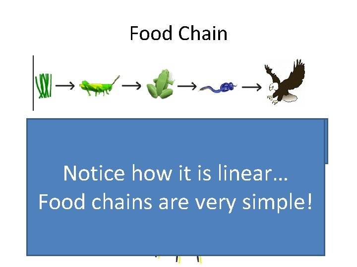 Food Chain Wait a second… how do producers get their energy? Notice how it