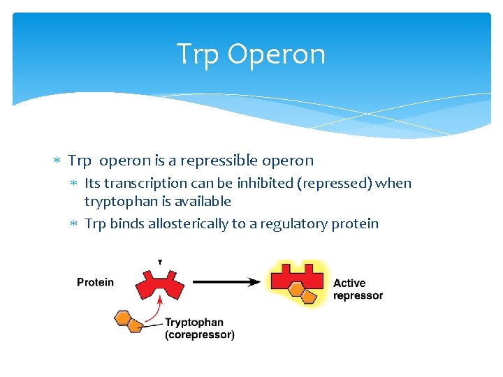 Trp Operon Trp operon is a repressible operon Its transcription can be inhibited (repressed)