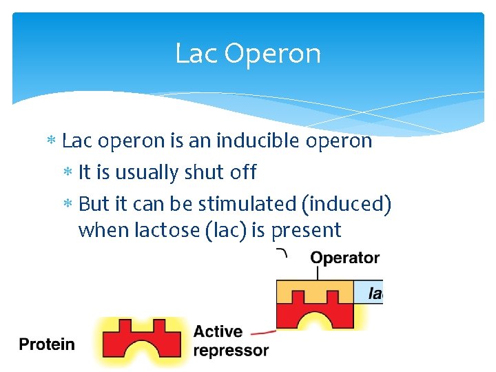 Lac Operon Lac operon is an inducible operon It is usually shut off But