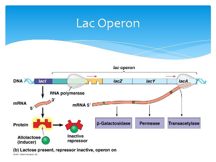 Lac Operon 