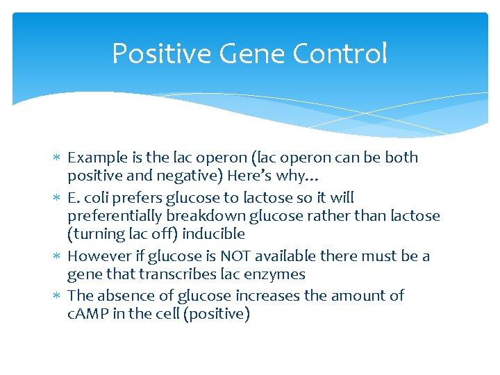 Positive Gene Control Example is the lac operon (lac operon can be both positive