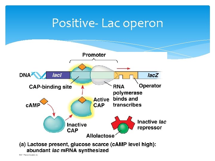 Positive- Lac operon 