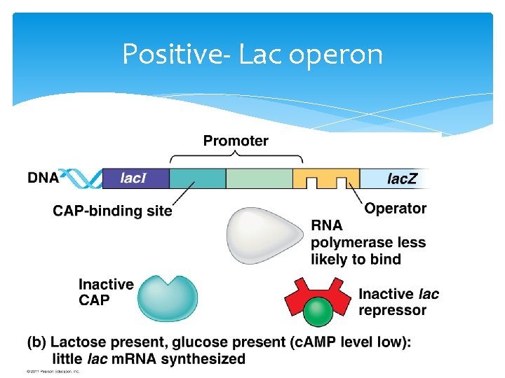 Positive- Lac operon 