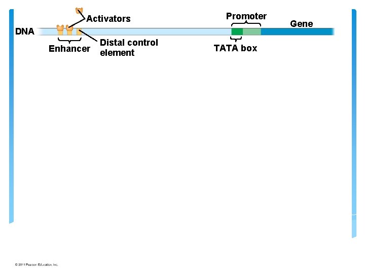 Figure 18. 10 -1 Activators Promoter DNA Enhancer Distal control element TATA box Gene