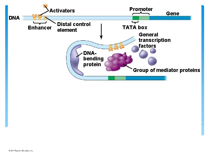 Figure 18. 10 -2 Promoter Activators DNA Enhancer Distal control element Gene TATA box