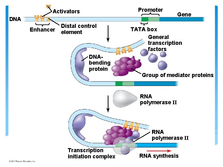 Figure 18. 10 -3 Promoter Activators DNA Enhancer Distal control element Gene TATA box