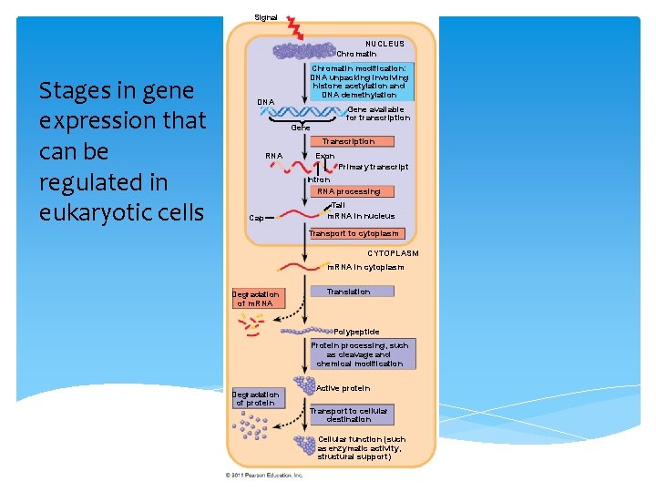 Figure 18. 6 Signal NUCLEUS Chromatin Stages in gene expression that can be regulated